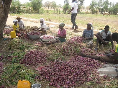 ares onion